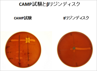 *6：CAMP試験とβリジンディスク