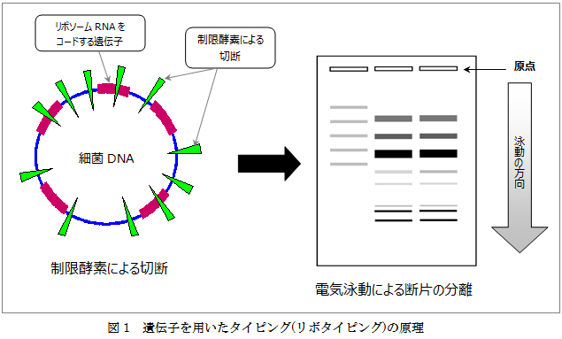 図1：遺伝子を用いたタイピング(リボタイピング)の原理