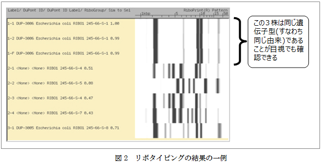 図2：リボタイピングの結果の一例