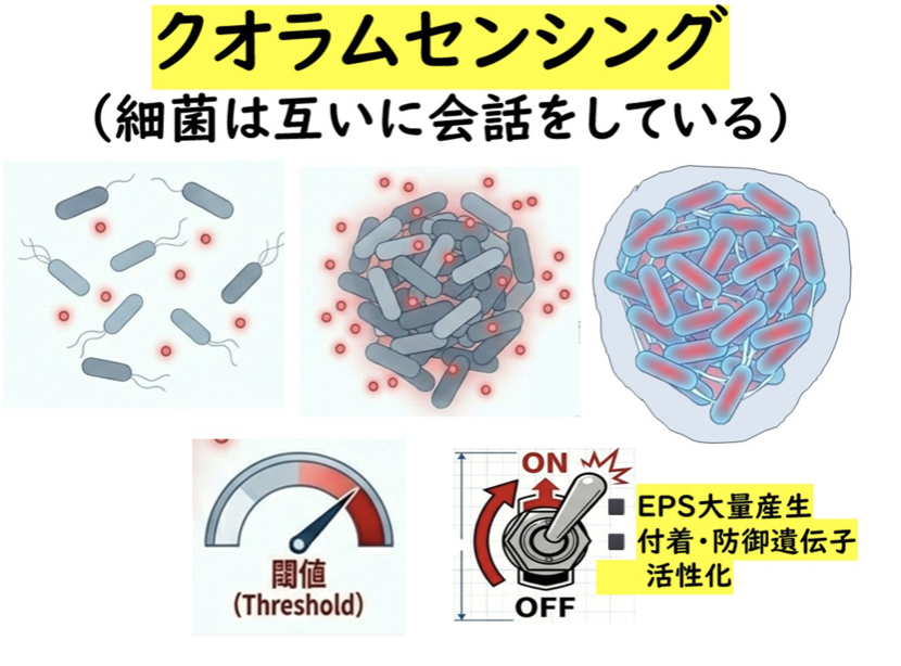 図：クオラムセンシング（細菌は互いに会話をしている）