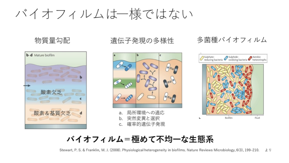 図：バイオフィルムは一様ではない